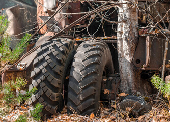 Fototapeta na wymiar big car wheels near a tree in the forest in Chernobyl