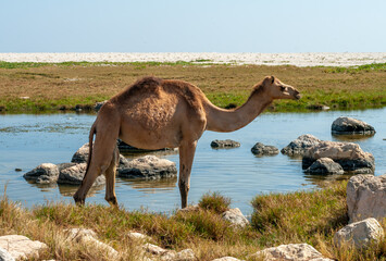 Camels on the coast, Oman