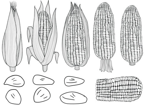 Set of corn illustration. hand drawn illustration of a corn. Corn line art