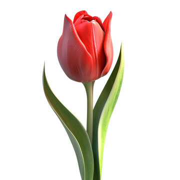 3D red tulip isolated on a transparent cutout. Generative ai art photo realistic