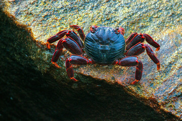 crab on the beach