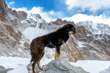 Dog against the background of Mountain scenery in Sagarmatha National Park, Nepal