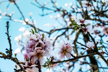 Almond trees in bloom. Almond flower blossoms against blue sky, nature in early spring