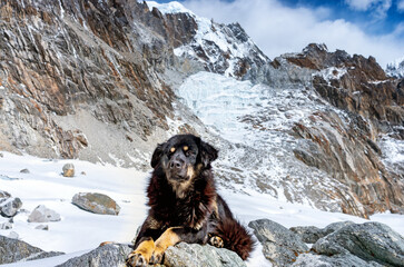 Dog against the background of Mountain scenery in Sagarmatha National Park, Nepal - obrazy, fototapety, plakaty