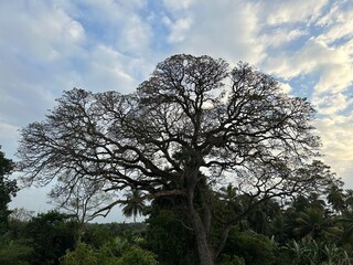 tree and sky