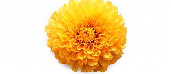 Petals of fresh marigold and yellow marigold flowers on white background.