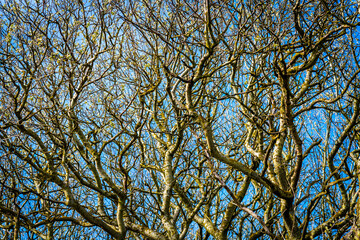 Intricate patterns emerge against the blue sky as bare winter branches weave a mesmerizing tapestry of nature's artistry and seasonal transition