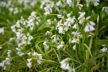 Wildflower Three Cornered Garlic (Allium triquetrum) in Cornwall, England