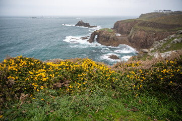 Enys Dodnan Arch with rough seas during a storm at Land's End in Celtic Sea, Penzance, Cornwall. Bright yellow gorse flowers by the Cornwall's rugged north coast.