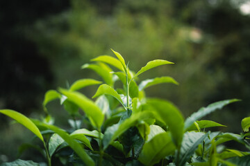 green tea leaves in the garden evening natural light