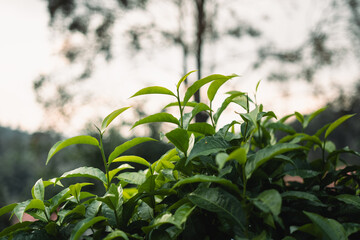 green tea leaves in the garden evening natural light