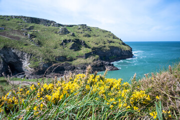 Bright yellow gorse flowers by the coast in Cornwall overlooking turquoise waters 