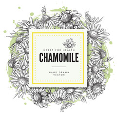 Square frame with chamomile, vector background, hand drawn sketch.