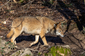 Naklejka premium Gray wolf in forest. The wolf, Canis lupus, also known as the gray wolf or grey wolf, is a large canine native to Eurasia and North America