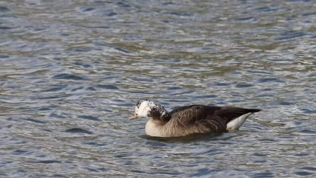 Canada goose (Branta canadensis) with a white head, on the water