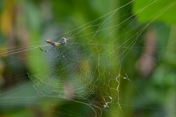 Spider in the nest waiting for prey