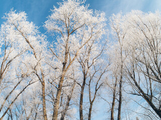 Frozen trees in frost against a blue sky background.
