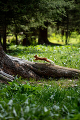 Squirrel running over a tree stump