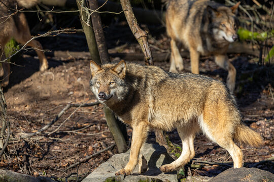 Gray wolf in forest. The wolf, Canis lupus, also known as the gray wolf or grey wolf, is a large canine native to Eurasia and North America