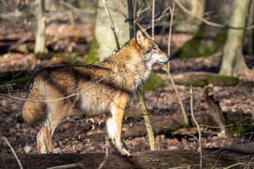 Gray wolf in forest. The wolf, Canis lupus, also known as the gray wolf or grey wolf, is a large canine native to Eurasia and North America