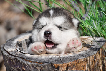 Fototapeta premium Alaskan Malamute puppy in a fabulous spring forest