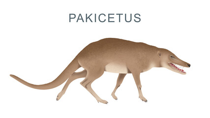 Pakicetus-Walking Whale Ancestor