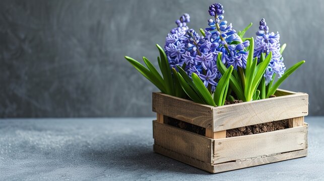Spring flowers in a wooden box and a basket on gray background.