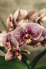 flowering phalaenopsis orchids of different colors. a tropical flower. flower care.