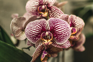 flowering phalaenopsis orchids of different colors. a tropical flower. flower care. - obrazy, fototapety, plakaty