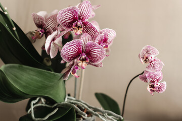 flowering phalaenopsis orchids of different colors. a tropical flower. flower care.