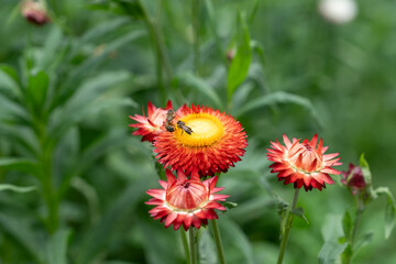 Xerochrysum bracteatum or Colorful Straw flowers also known as Helichrysum bracteatum, paper flower plant at Phu Hin Rong Kla, Phitsanulok, Thailand.	