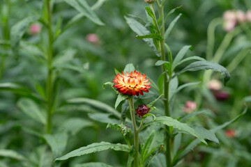 Xerochrysum bracteatum or Colorful Straw flowers also known as Helichrysum bracteatum, paper flower plant at Phu Hin Rong Kla, Phitsanulok, Thailand.	