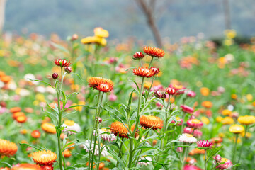 Xerochrysum bracteatum or Colorful Straw flowers also known as Helichrysum bracteatum, paper flower plant at Phu Hin Rong Kla, Phitsanulok, Thailand.	