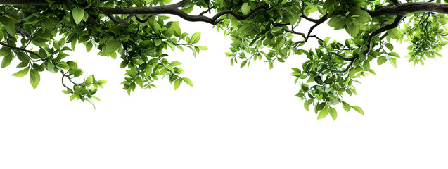 Vibrant green leaves hang from the top, creating a fresh, natural atmosphere, isolated on a white background
