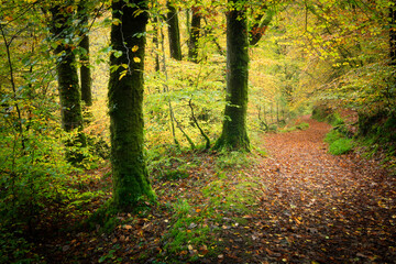 chemin en foret en automne, sentier de coté au milieu des arbres