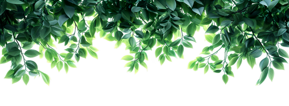 Lush green leaves hanging from the top, creating a natural frame against a bright isolate on transparent background, cutout, png