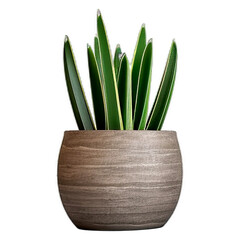 Succulent plant with pointed leaves in a round, wooden textured pot, isolated on a white background