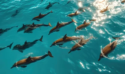 Foto auf Alu-Dibond school of dolphins, Zanzibar © STORYTELLER