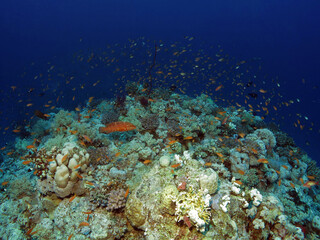 Fototapeta na wymiar A colourful coral pinnacle in the Red Sea 