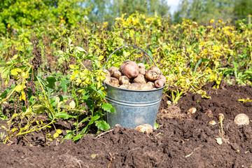 Freshly harvested organic potatoes in metal bucket at the vegetable garden - 723057010