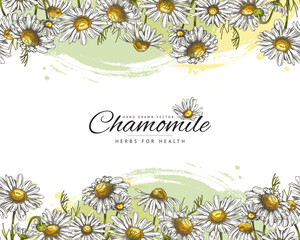Banner with chamomile, seamless vector border, hand drawn color sketch