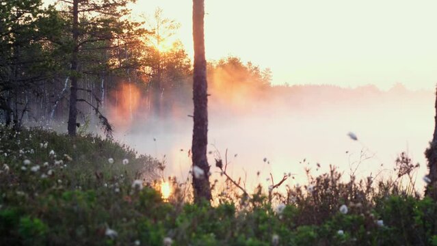 Platte River Morning Loop, Aerial View Epic Low Clouds Over Lake Sunset, Seamless Cinemagraph Loop - Fog Moving Through A Lake in the forest. Estonian Wild Nature. The Sun Is Rising with mist