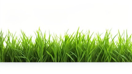 Fototapeta premium A green grass Fresh on a white isolated transparent background.