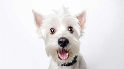 Portrait of a dog, looking straight into the camera