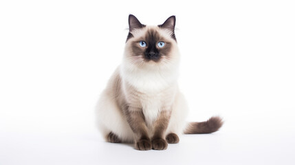 Portrait of a cat, looking straight into the camera