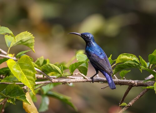 Purple sunbird male (Cinnyris asiaticus).Purple Sunbird is a small bird found in tropical and subtropical regions of Asia and has a bright purple head, neck and breast
