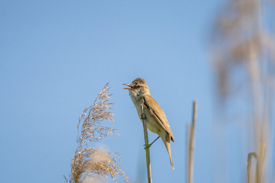 bird, trzciniak