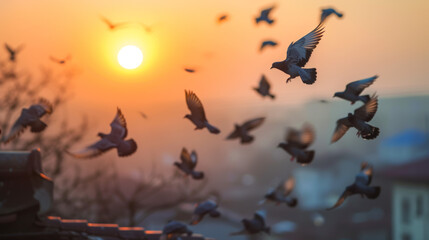 vol de pigeons au-dessus de la ville au soleil couchant - obrazy, fototapety, plakaty