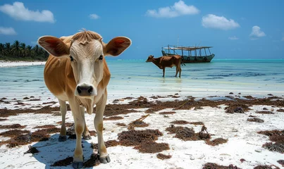 Tragetasche Cows from local farms roam the beaches of Zanzibar Island freely. © STORYTELLER