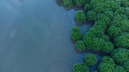 Aerial view of mangrove forest in Aceh